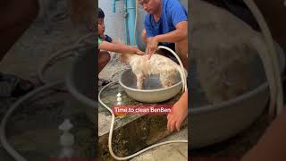 I wash BenBen every 5 days  Golden Retriever  cute puppy  pet [upl. by Leynad]