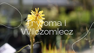 Trytoma i Wilczomlecz [upl. by Riella266]