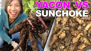 Yacon VS Sunchoke Harvest In Containers [upl. by Devine]