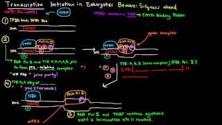 Transcription Part 4 of 6  Initiation in Eukaryotes [upl. by Llereg]