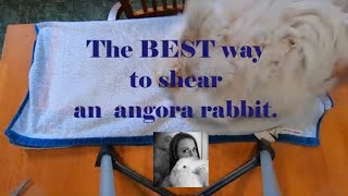 The BEST way to shear an angora rabbit [upl. by Gnilrad]