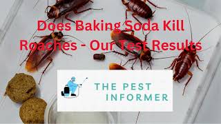 Does Baking Soda Kill Roaches  Our Baking Soda Bait Mixture Recipe [upl. by Animsaj]