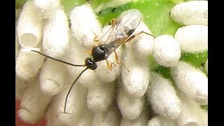 Entomología Insectos en la agricultura  TvAgro By Juan Gonzalo Angel [upl. by Otilopih]