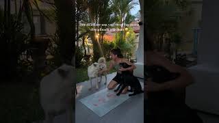 Hacer Yoga con perritos alrededor es guay decían… 🥹 yoga dogyoga [upl. by Adahs]