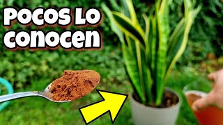 🌱 Toda PLANTA FLORECE y CRECE GRACIAS a este ABONO CASERO orgánico para huerto urbano y jardín [upl. by Darbie]