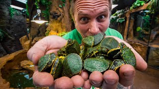 I GOT 100 BABY TURTLES FOR MY POND  BRIAN BARCZYK [upl. by Yrad]