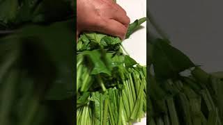 Cutting Spinach 🥬 Horenso in Japanese greenvegetable satisfying viralvideo youtubeshorts [upl. by Guinna]