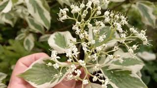 Cornus alba elegantissima medicinal plant [upl. by Eva230]