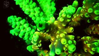 Lincroyable corail fluorescent  partie 1 [upl. by Aimekahs716]