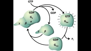 RECEPTORES ASOCIADOS A PROTEÍNAS G  SEGUNDO MENSAJERO AMPc  QUINASAS AMPC DEPENDIENTES PKA [upl. by Atikahc76]
