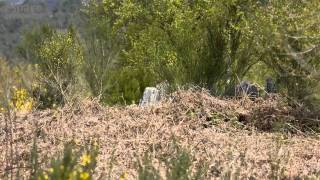 La forêt de Brocéliande [upl. by Celik]