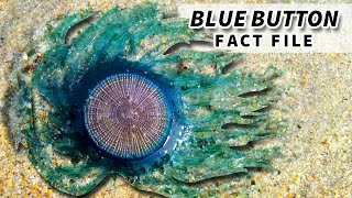 Blue Button Facts NOT a JELLYFISH  Animal Fact Files [upl. by Senalda]