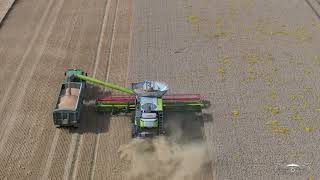 Harvest time in Lunan Bay [upl. by Andriana]