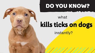 what kills ticks on dogs instantly this video will HELP YOUR DOG from ticks and fleas [upl. by Elocyn]