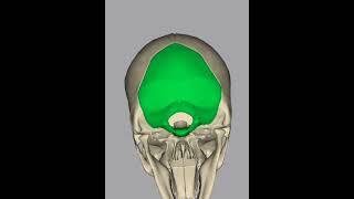 Cranial Bones Chapter  01 [upl. by Glenna738]