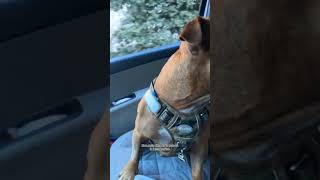 youtubeshorts staffy dog staffie staffylovers [upl. by Claudetta]