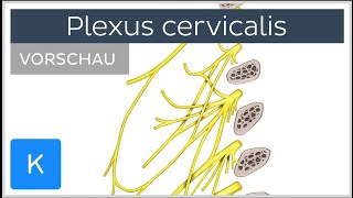 Plexus cervicalis Aufbau Äste und Funktion Vorschau  Kenhub [upl. by Henley161]