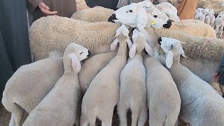 🇲🇦خيرات موجودة في سوق الأسبوعي حد لولاد عبدون نقدم لكم أتمنة نعجة 🐑26112023🇲🇦 [upl. by Drof]