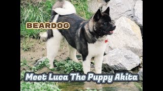 Akita Puppies Grow Too Quick 14lb to 87lbs [upl. by Heinrik988]