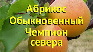 Абрикос обыкновенный Краткий обзор описание характеристик prunus armeniaca CHEMPION SEVERA [upl. by Yemirej]