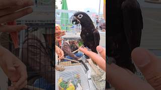 chalcopsitta atra parrot oiseaux سوقالقريعة [upl. by Roseann]