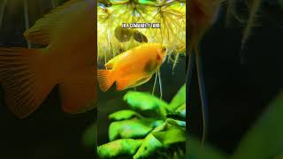 The BEST Way To Breed Honey Gouramis For Beginners [upl. by Penelopa]