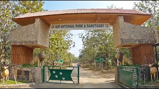 Gir National Park  Jungle Safari  Gir Jungle  Sasan Gir Gujarat  Manish Solanki Vlogs [upl. by Aeiram]