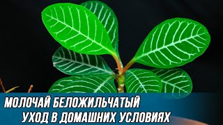 Как правильно ухаживать за молочаем беложильчатым в домашних условиях [upl. by Pessa356]