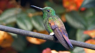 Bluetailed Hummingbird and its Call [upl. by Colner]