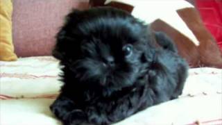 Fairy Tail Shih Tzu presents Aladdin at 6 weeks [upl. by Leamsi]