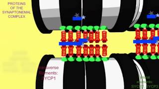 SYNAPTONEMAL COMPLEX PROTEINS [upl. by Elyc]