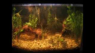 Day 1 to 30 Aquarium Plant Growth pictures [upl. by Aninep]