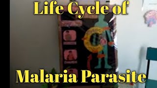 Model biology life cycle of Malaria Parasite Arpan Classes [upl. by Aidahs]