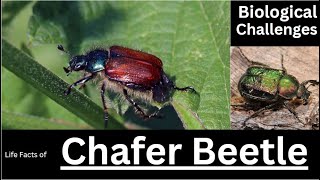 The Unseen Impact of Chafer Beetle  life Facts and biological challenges [upl. by Belden826]