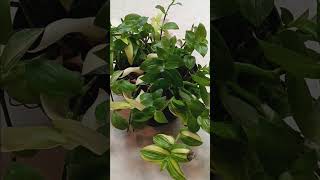 transcendia houseplant care tutorial plants gardening garden plant houseplants planting [upl. by Dlopoel187]