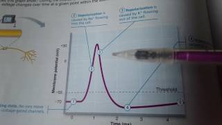 Depolarization and Repolarization [upl. by Ahcas348]