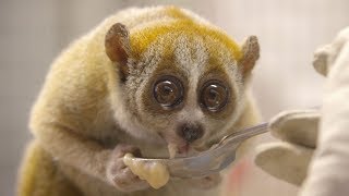 Pygmy Slow Loris at the San Diego Zoo [upl. by Annoyik539]