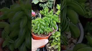 Otra variedad de peperomia nivalis diminuta suculentas quesadillas plants [upl. by Yekcaj]