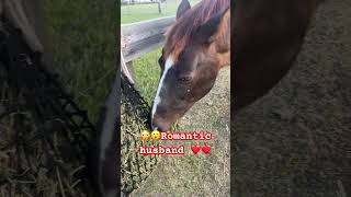 😳😮Romance tips❤️❤️ horse cowboys equestrian western shorts shortvideo horsey vidiq [upl. by Lundgren]