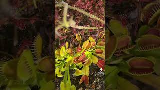 Carnivorous plants catch wasp [upl. by Aelsel]