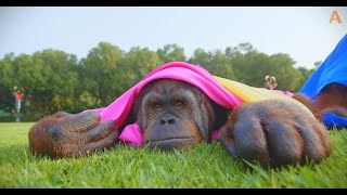 Animalia  The Orangutans play with colours [upl. by Aseefan]