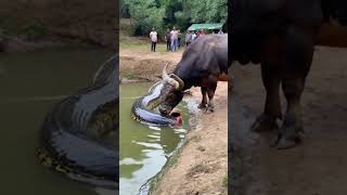 This video is absolutely beyond belief the buffalo actually ate half a python youtubeshorts [upl. by Yknarf48]