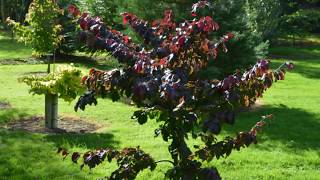 Parrotia persica Felicie Persian Ironwood [upl. by Chuck229]