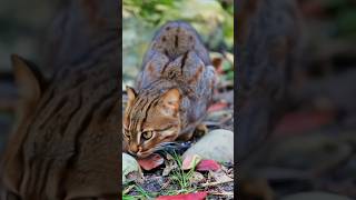 World most smallest cat 🐈 youtubeshorts shorts [upl. by Panther934]