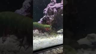 Mantis Shrimp Battles Crab  INSANE shorts [upl. by Esli]