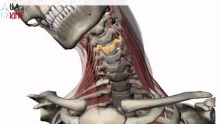 Columna Cervical Biomecanica  Artrocinematica [upl. by Eelrahc894]