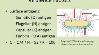 Enterobacteriaceae amp E coli  Lecture Dr Sanjay Mehta [upl. by Ttegirb]