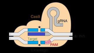 How to design gRNA for CRISPR genome editing [upl. by Tris]