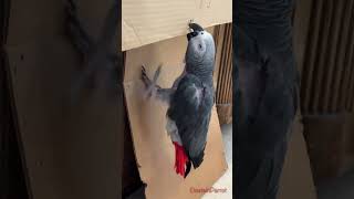 How do you like this birdie treadmill I invented africangreyparrot takingparrot shorts [upl. by Arocat79]