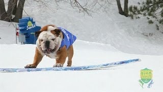 Snowboarding The Power is in the Paws [upl. by Silvestro]